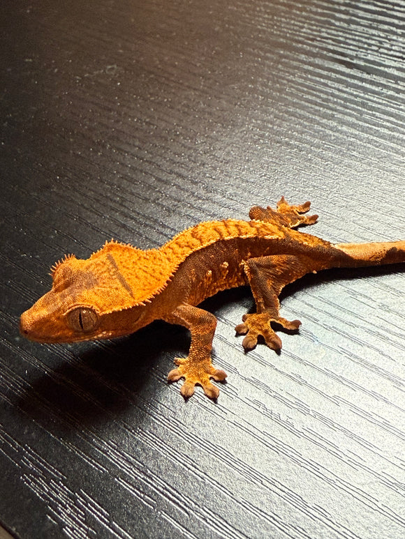 Cream Harlequin Crested Gecko
