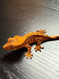Cream Harlequin Crested Gecko