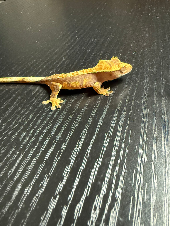 Lavender Partial Pinstripe Crested Gecko
