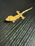 Lavender Partial Pinstripe Crested Gecko