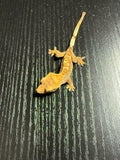 Lavender Partial Pinstripe Crested Gecko