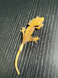 Lavender Partial Pinstripe Crested Gecko