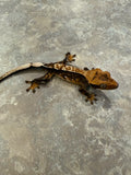Partial Pinstripe Crested Gecko