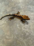 Partial Pinstripe Crested Gecko