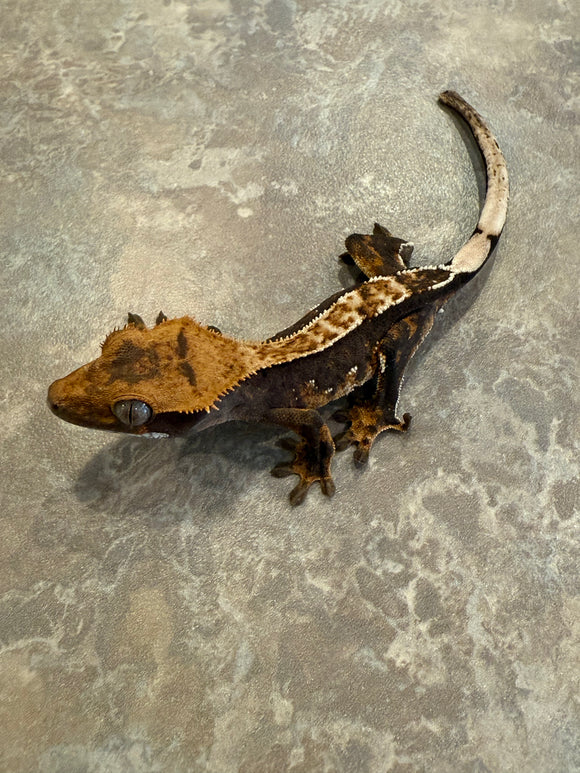 Partial Pinstripe Crested Gecko