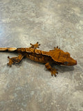 Hawk and Dove Line Harlequin Crested Gecko