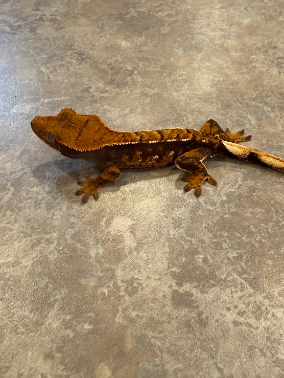 Hawk and Dove Line Harlequin Crested Gecko