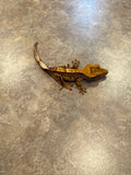Partial Pinstripe Crested Gecko