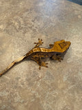 Partial Pinstripe Crested Gecko