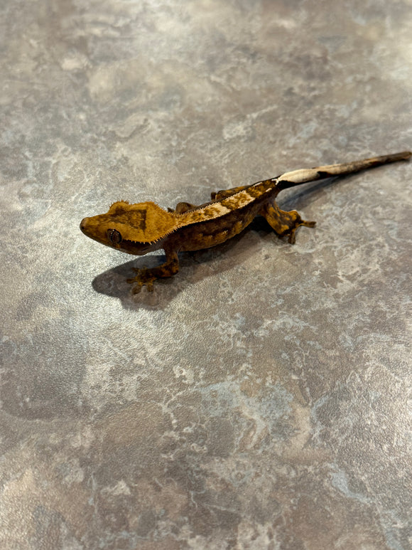 Partial Pinstripe Crested Gecko