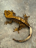 Partial Pinstripe Crested Gecko