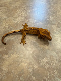 Reverse Pinstripe Crested Gecko