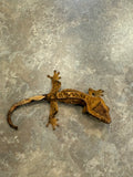 Reverse Pinstripe Crested Gecko