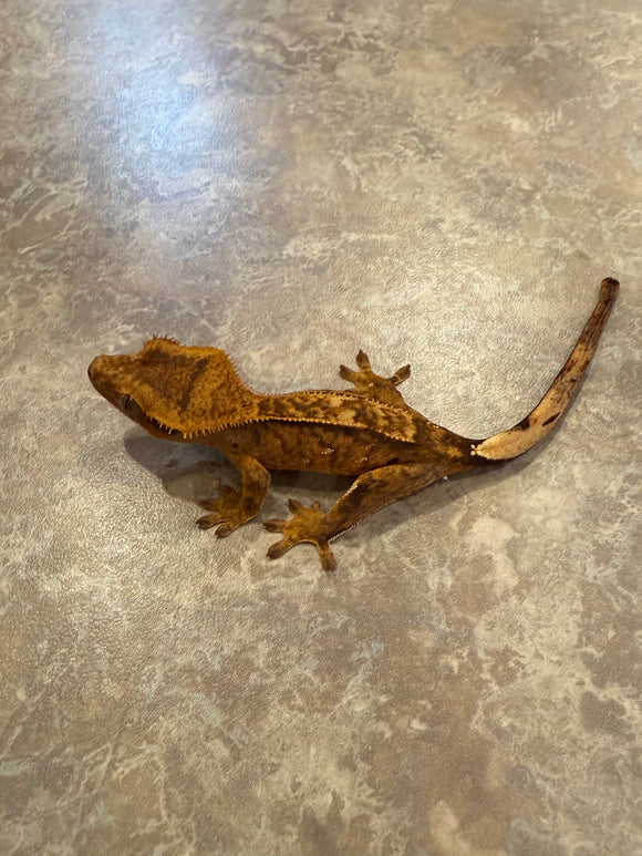 Reverse Pinstripe Crested Gecko