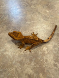Reverse Pinstripe Crested Gecko