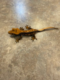 Tangerine Pinstripe Crested Gecko