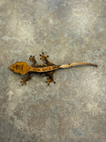 Tangerine Pinstripe Crested Gecko