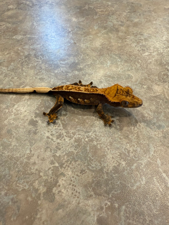 Tangerine Pinstripe Crested Gecko