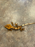 Tricolor Partial Pinstripe Crested Gecko