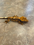 Tricolor Partial Pinstripe Crested Gecko