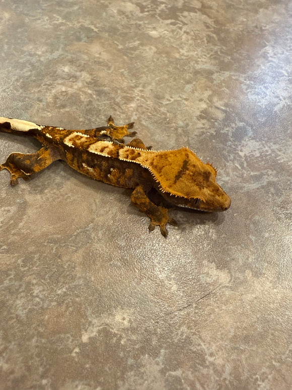 Tricolor Partial Pinstripe Crested Gecko