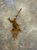 Tiger Crested Gecko with Portholes