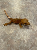 Tiger Crested Gecko with Portholes