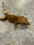 Tiger Crested Gecko with Portholes