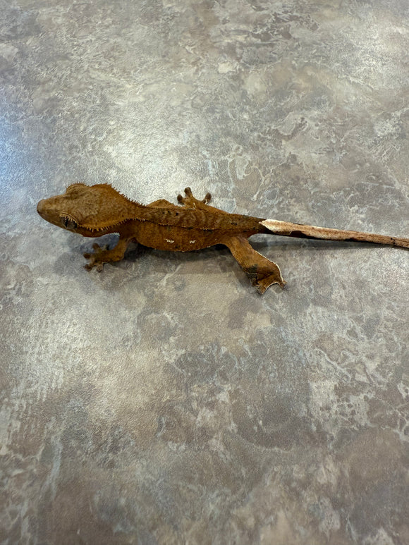Tiger Crested Gecko with Portholes