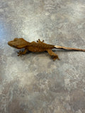 Tiger Crested Gecko with Portholes