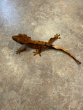 Red Harlequin Crested Gecko