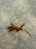 Red Harlequin Crested Gecko