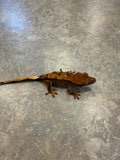 Red Harlequin Crested Gecko