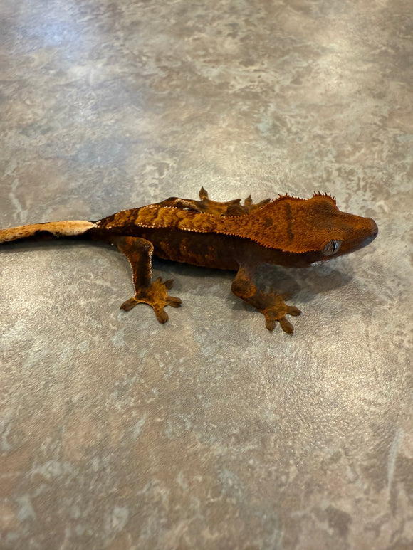 Red Harlequin Crested Gecko