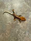 Pinstripe Crested Gecko