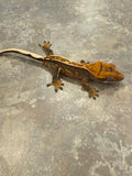 Pinstripe Crested Gecko