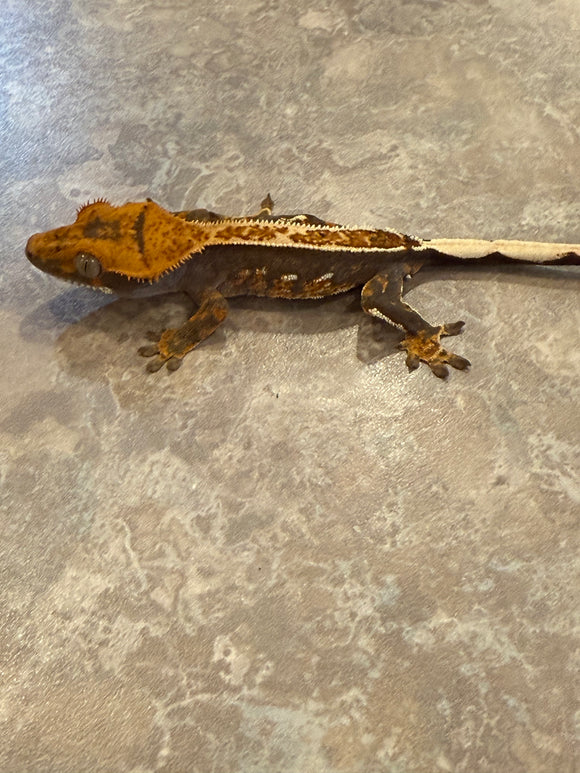Pinstripe Crested Gecko