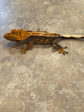 Pinstripe Crested Gecko