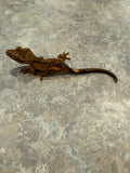 Tiger Crested Gecko