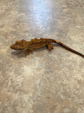 Tiger Crested Gecko