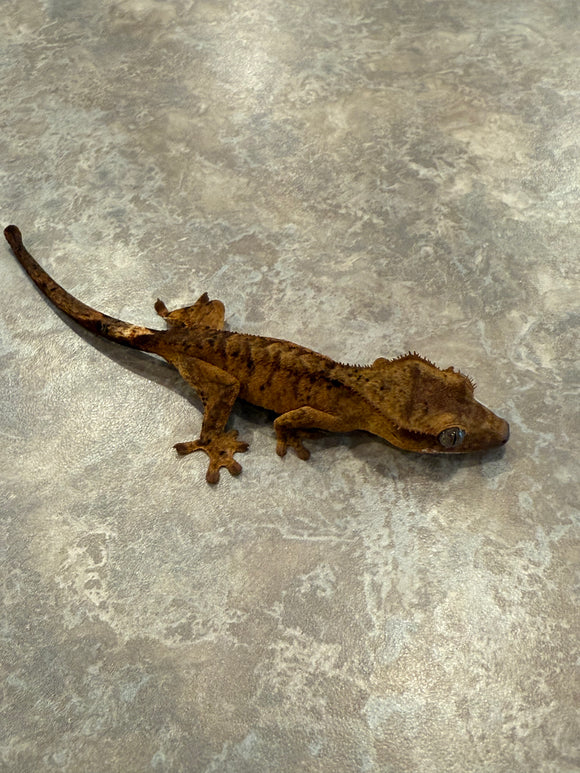 Tiger Crested Gecko