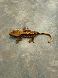 Cream Red Harlequin Crested Gecko
