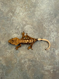 Cream Red Harlequin Crested Gecko