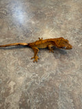 Brindle Flame Crested Gecko