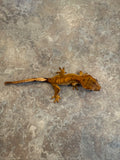 Brindle Flame Crested Gecko