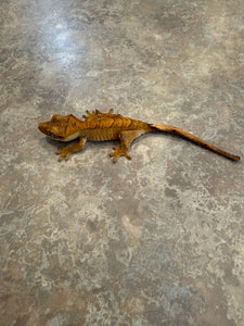 Brindle Flame Crested Gecko