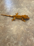 Brindle Flame Crested Gecko