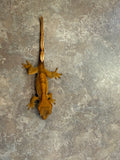 Brindle Flame Crested Gecko