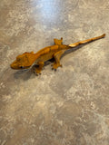 Brindle Flame Crested Gecko