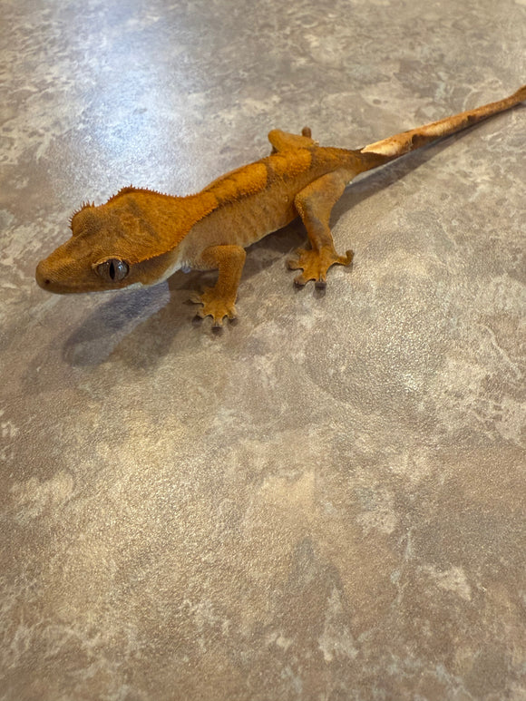Brindle Flame Crested Gecko